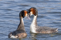 fuut (Podiceps cristatus) 3-2016 7341